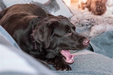 dog sounds like he's coughing up a hairball